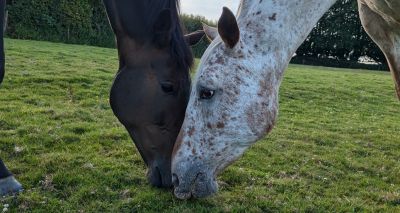 Competition invites photographers to capture beauty of equines